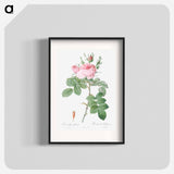 Rosa bifera officinalis - ピエール ジョゼフ ルドゥーテ Poster.