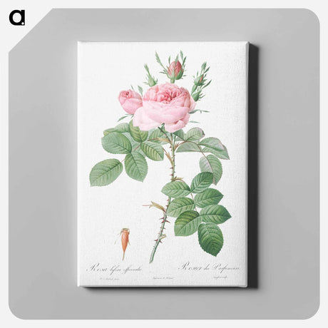 アートパネル-Rosa bifera officinalis - ピエール ジョゼフ ルドゥーテ Canvas.