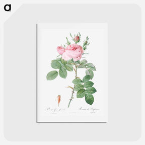 アートポストカード-Rosa bifera officinalis - ピエール ジョゼフ ルドゥーテ Postcard.