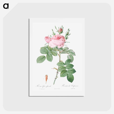 アートポストカード-Rosa bifera officinalis - ピエール ジョゼフ ルドゥーテ Postcard.