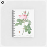 Rosa bifera officinalis - ピエール ジョゼフ ルドゥーテ Memo.