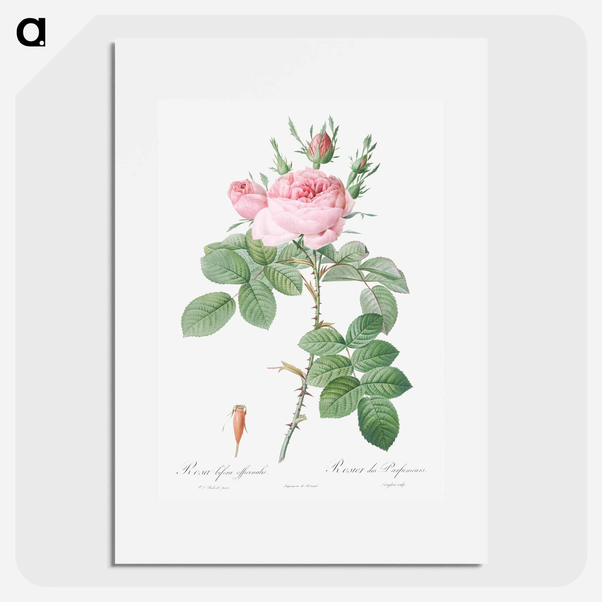 Rosa bifera officinalis - Pierre Joseph Redouté Poster.