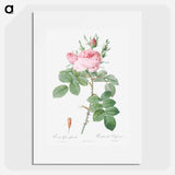 Rosa bifera officinalis - Pierre Joseph Redouté Poster.