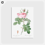アートポストカード-Rosa bifera officinalis - ピエール ジョゼフ ルドゥーテ Postcard.