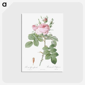 1-67_Pierre-Joseph-Redoute_postcard