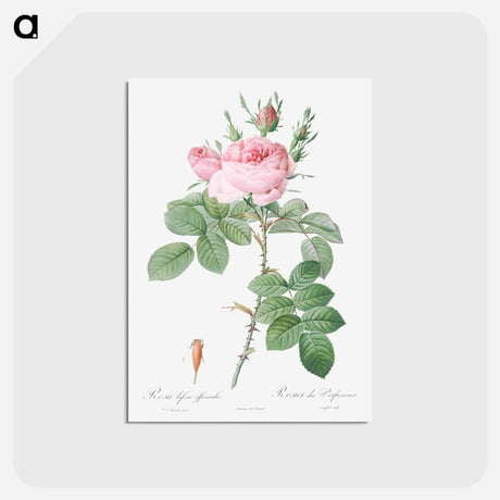 アートポストカード-Rosa bifera officinalis - ピエール ジョゼフ ルドゥーテ Postcard.