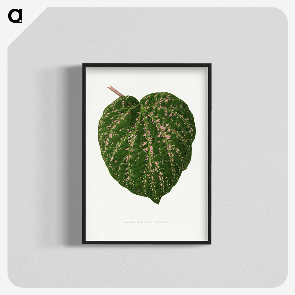 1-67_Plants-with-Colored-Foliage_blk-crop