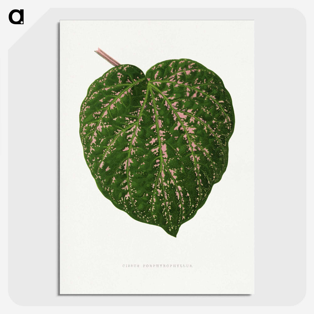 1-67_Plants-with-Colored-Foliage_picture-crop