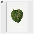 1-67_Plants-with-Colored-Foliage_picture