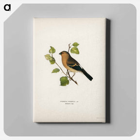 アートパネル-Eurasian Bullfinch
 - スヴェンスカ フォグラル Canvas.