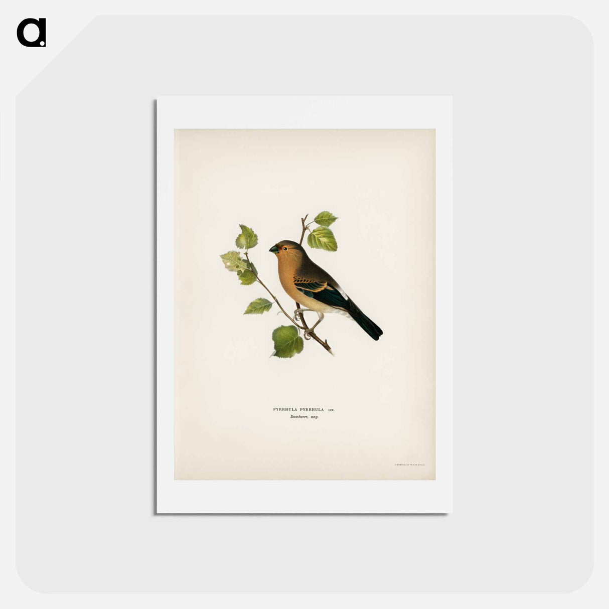 アートポストカード-Eurasian Bullfinch
 - スヴェンスカ フォグラル Postcard.