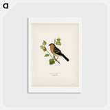 アートポストカード-Eurasian Bullfinch
 - スヴェンスカ フォグラル Postcard.
