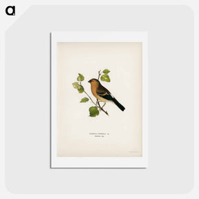 アートポストカード-Eurasian Bullfinch
 - スヴェンスカ フォグラル Postcard.