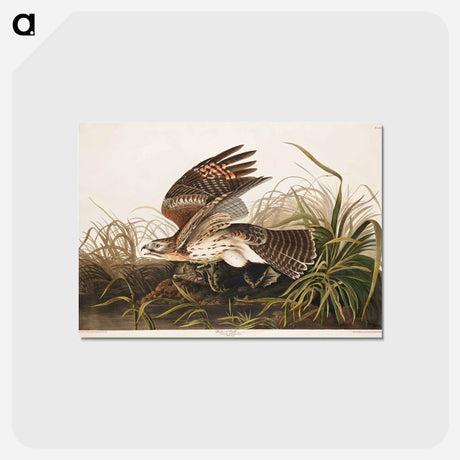 アートポストカード-Winter Hawk from Birds of America
 - アメリカの鳥たち Postcard.