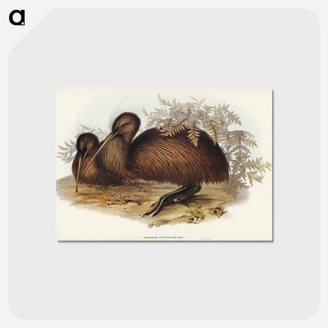 アートポストカード-Kiwi
 - オーストラリアの鳥 Postcard.
