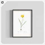 1-67_The-Lilies_blk
