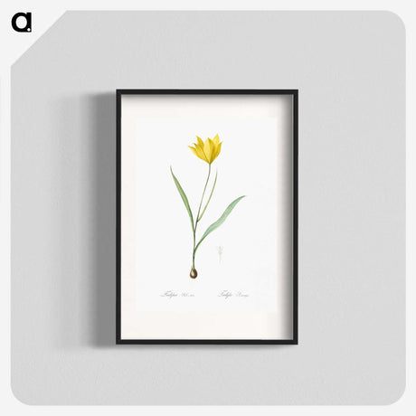 1-67_The-Lilies_blk