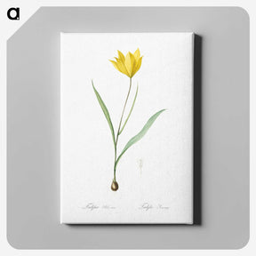 1-67_The-Lilies_canvas