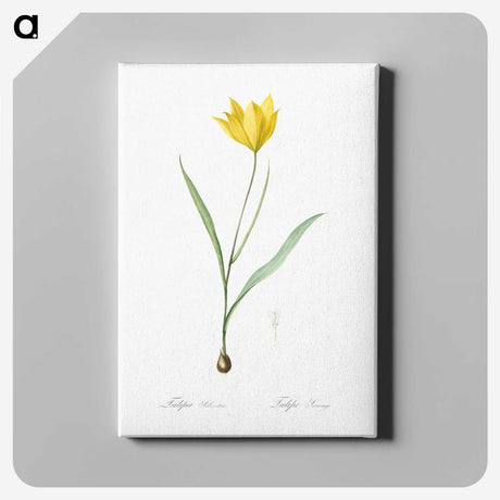 1-67_The-Lilies_canvas