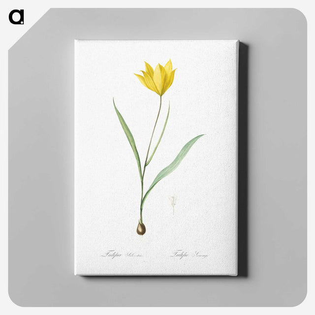 1-67_The-Lilies_canvas