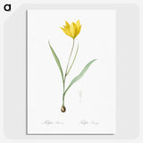 1-67_The-Lilies_picture-crop