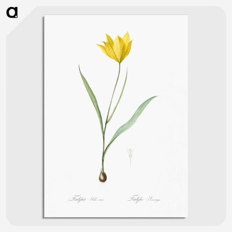 1-67_The-Lilies_picture-crop