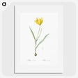 1-67_The-Lilies_picture