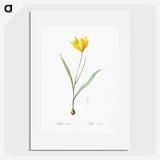 1-67_The-Lilies_picture