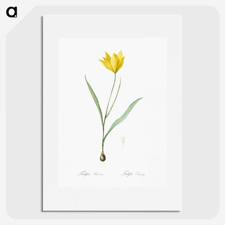 1-67_The-Lilies_picture