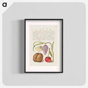 アートポスター-Butterfly, Snakeshead, English Walnut, and Sweet Cherry
 - 書道のお手本 Poster.