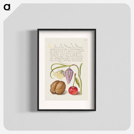 アートポスター-Butterfly, Snakeshead, English Walnut, and Sweet Cherry
 - 書道のお手本 Poster.