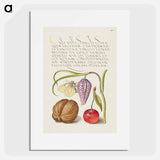 アートポスター-Butterfly, Snakeshead, English Walnut, and Sweet Cherry
 - 書道のお手本 Poster.