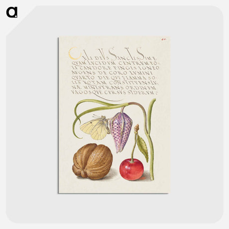 アートポストカード-Butterfly, Snakeshead, English Walnut, and Sweet Cherry
 - 書道のお手本 Postcard.