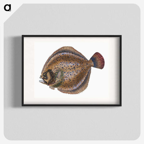 1-67_The-Natural-History-of-British-Fishes_blk