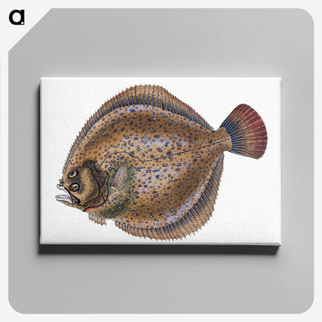 1-67_The-Natural-History-of-British-Fishes_canvas