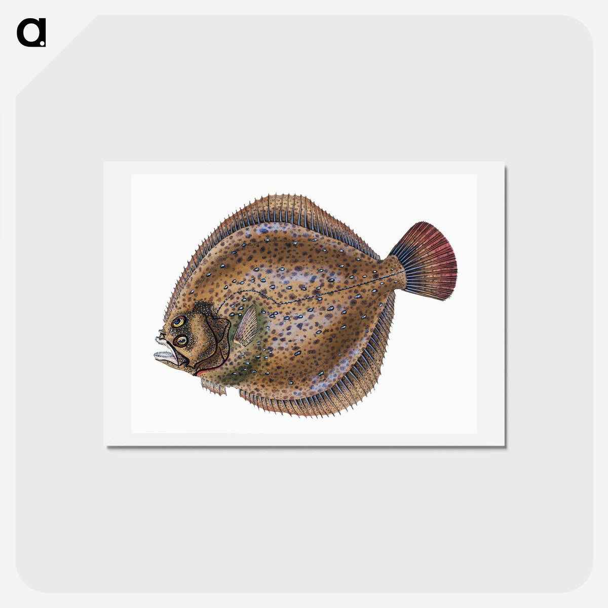 1-67_The-Natural-History-of-British-Fishes_hagaki