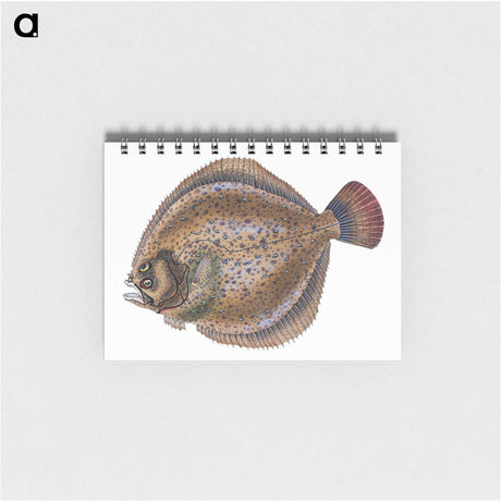 1-67_The-Natural-History-of-British-Fishes_memo