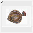 1-67_The-Natural-History-of-British-Fishes_picture