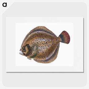 1-67_The-Natural-History-of-British-Fishes_picture