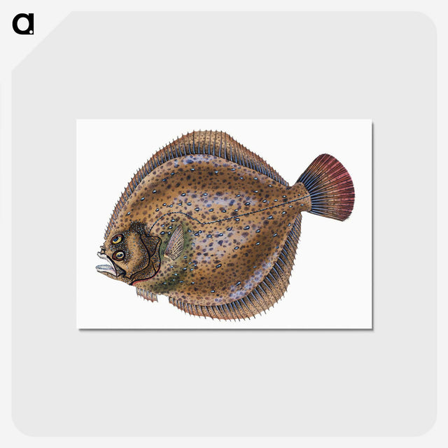 1-67_The-Natural-History-of-British-Fishes_postcard