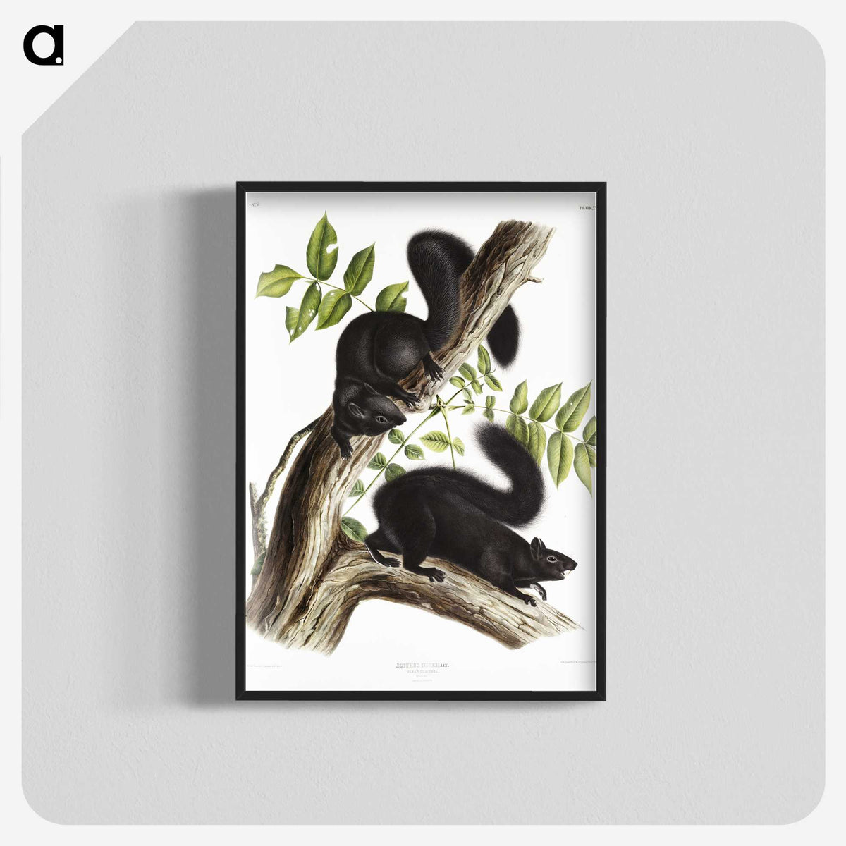 1-67_The-Viviparous-Quadrupeds_blk-crop
