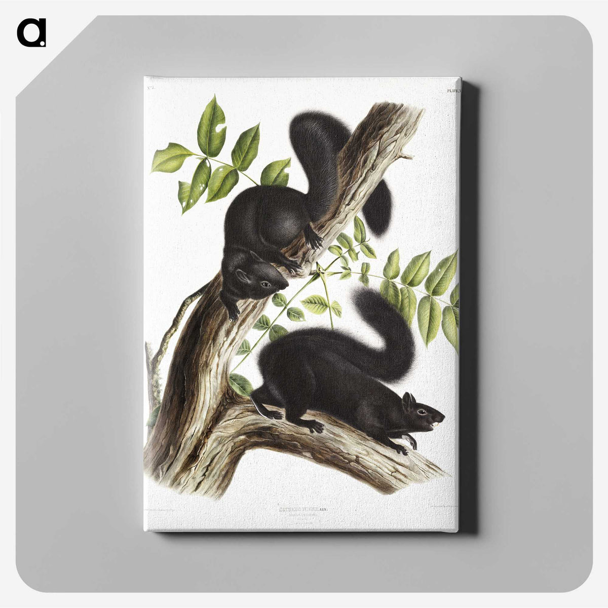 1-67_The-Viviparous-Quadrupeds_canvas
