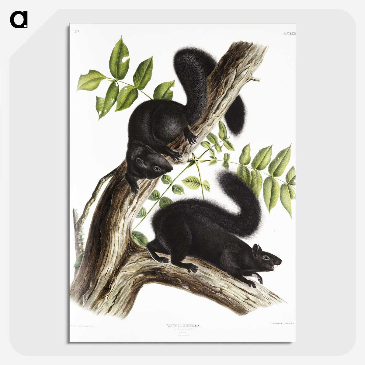 1-67_The-Viviparous-Quadrupeds_picture-crop