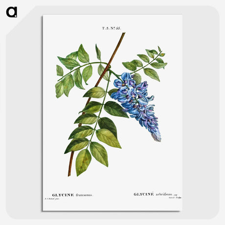 1-67_Treatise-on-Trees-and-Shrubs_picture-crop