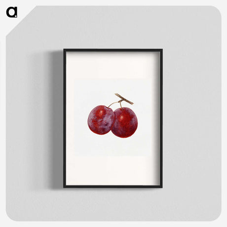 1-67_USDA-Watercolor-Fruit-Painting-Collection_blk