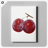 1-67_USDA-Watercolor-Fruit-Painting-Collection_canvas