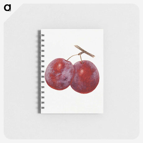 1-67_USDA-Watercolor-Fruit-Painting-Collection_memo