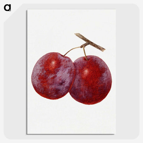 1-67_USDA-Watercolor-Fruit-Painting-Collection_picture-crop