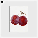 1-67_USDA-Watercolor-Fruit-Painting-Collection_postcard