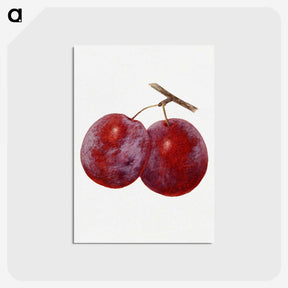 1-67_USDA-Watercolor-Fruit-Painting-Collection_postcard